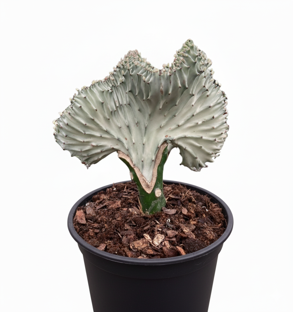 Succulent Euphorbia Lactea Ghost, 6 inch rare cactus, rare cactus for sale, rare undoor plants, plant shops in ca