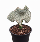 Succulent Euphorbia Lactea Ghost, 6 inch rare cactus, rare cactus for sale, rare undoor plants, plant shops in ca