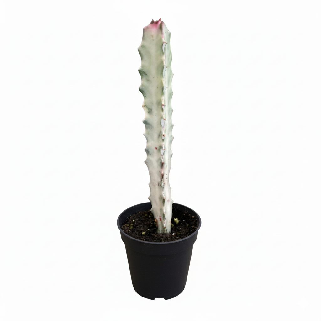 2 inch Succulent Euphorbia &#39;Dragon Bone&#39;, 2 inch rare succulents, 2 inch white succulents, small plants for sale