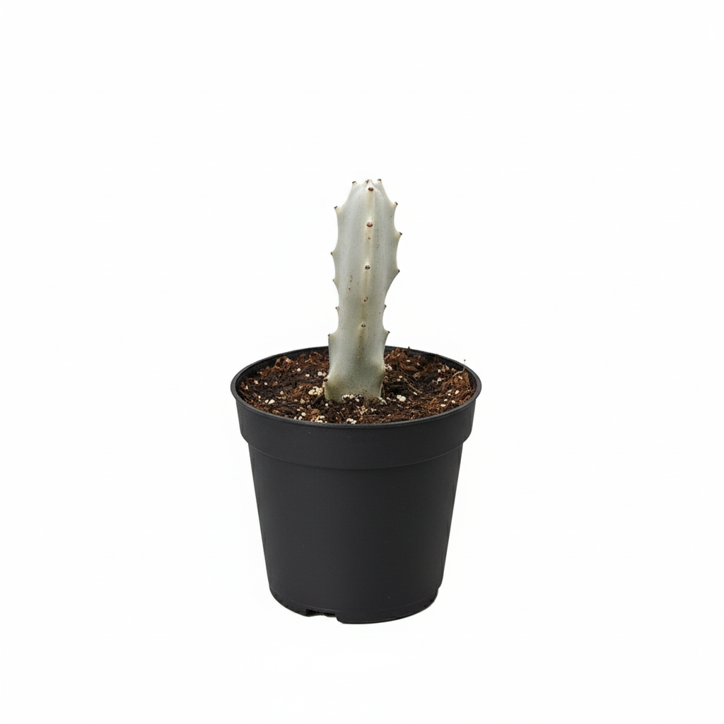 4 inch Succulent Euphorbia &#39;Dragon Bone&#39;, buy unique succulents online, rare live plants, small indoor plants
