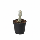 6 inch Succulent Euphorbia &#39;Dragon Bone&#39;, 6 inch rare indoor plants, low-maintenance plants for sale