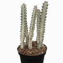 6 inch Succulent Euphorbia &#39;Dragon Bone&#39;, 6 inch rare indoor plants, low-maintenance plants for sale