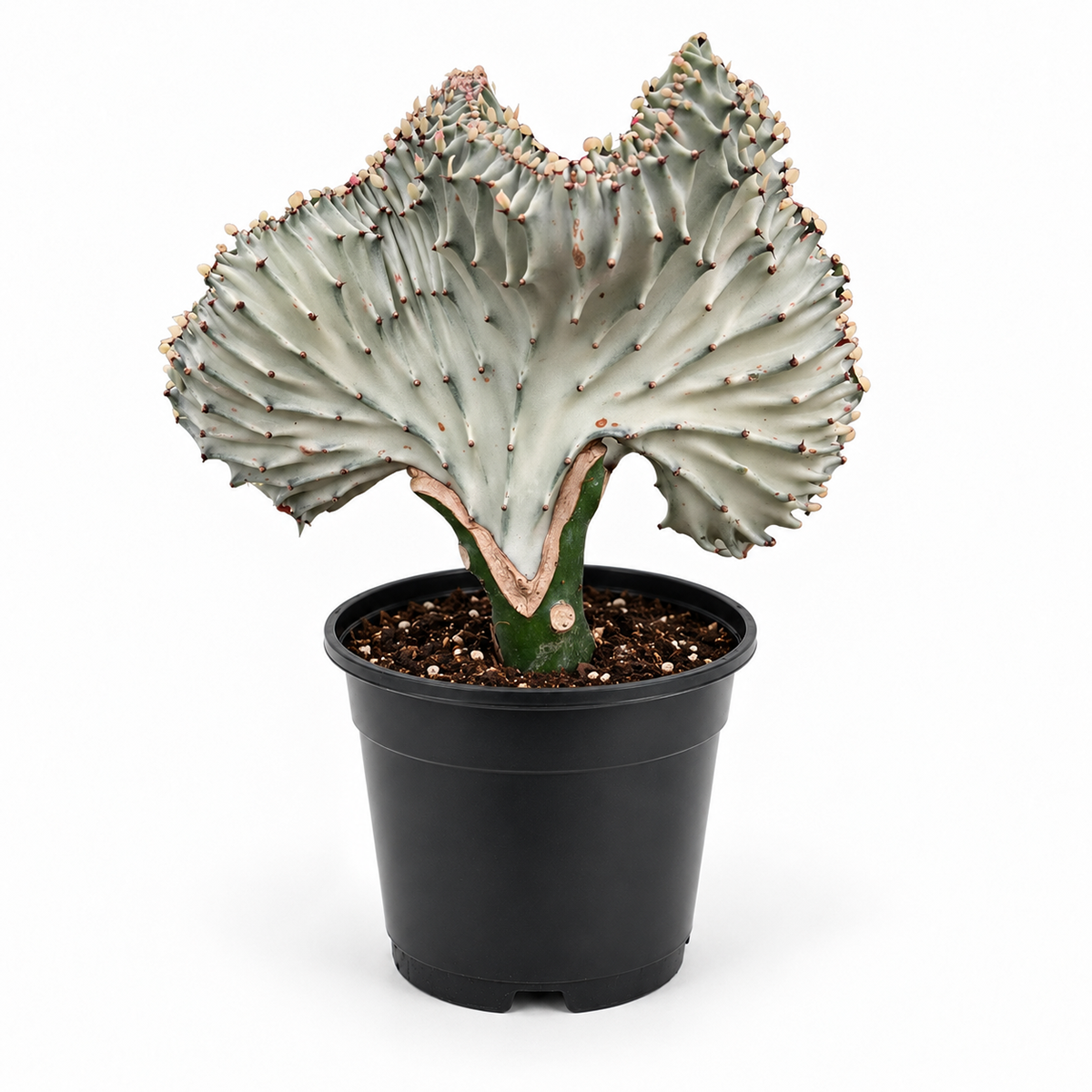 Succulent Euphorbia Lactea 'Mermaid Tail'