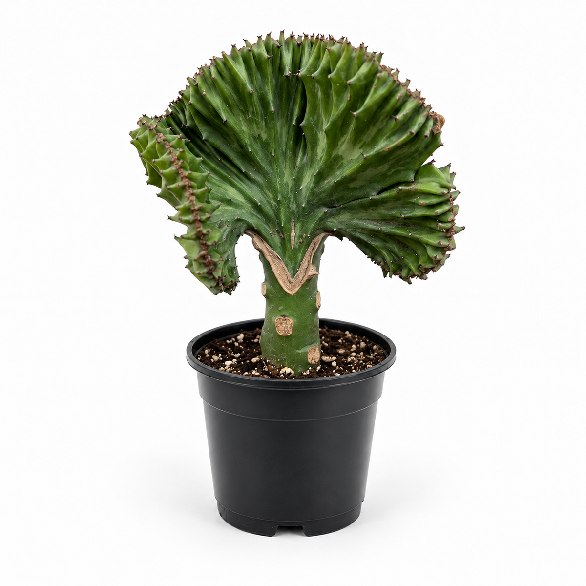 Succulent Euphorbia Lactea 'Mermaid Tail'