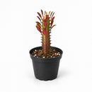 buy Succulent Euphorbia 'Trigona Rubra' live succulent 4" pot online, distinctive green and white variegated foliage, upright architectural form, resilient low-water houseplant, air sensitive tropical succulent, statement piece for shelving, perfect gift for indoor gardeners