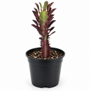 buy Succulent Euphorbia 'Trigona Rubra' live succulent 4" pot online, distinctive green and white variegated foliage, upright architectural form, resilient low-water houseplant, air sensitive tropical succulent, statement piece for shelving, perfect gift for indoor gardeners
