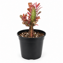 buy Succulent Euphorbia 'Trigona Rubra' live succulent 4" pot online, distinctive green and white variegated foliage, upright architectural form, resilient low-water houseplant, air sensitive tropical succulent, statement piece for shelving, perfect gift for indoor gardeners