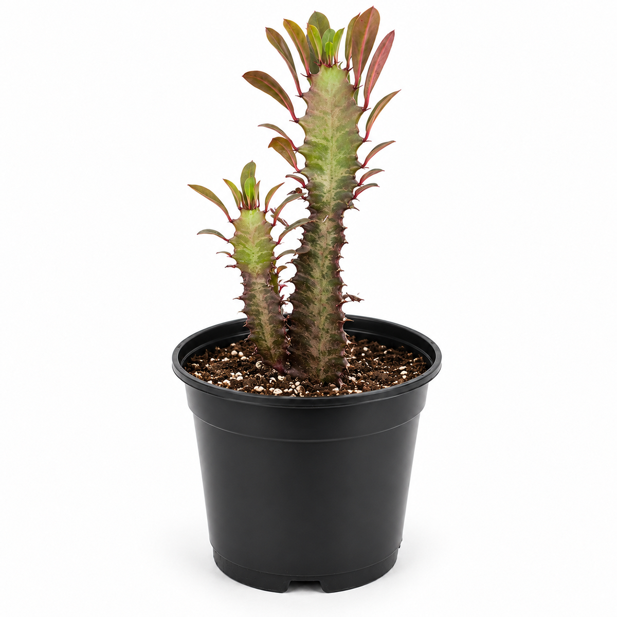 Succulent Euphorbia 'Trigona Rubra'