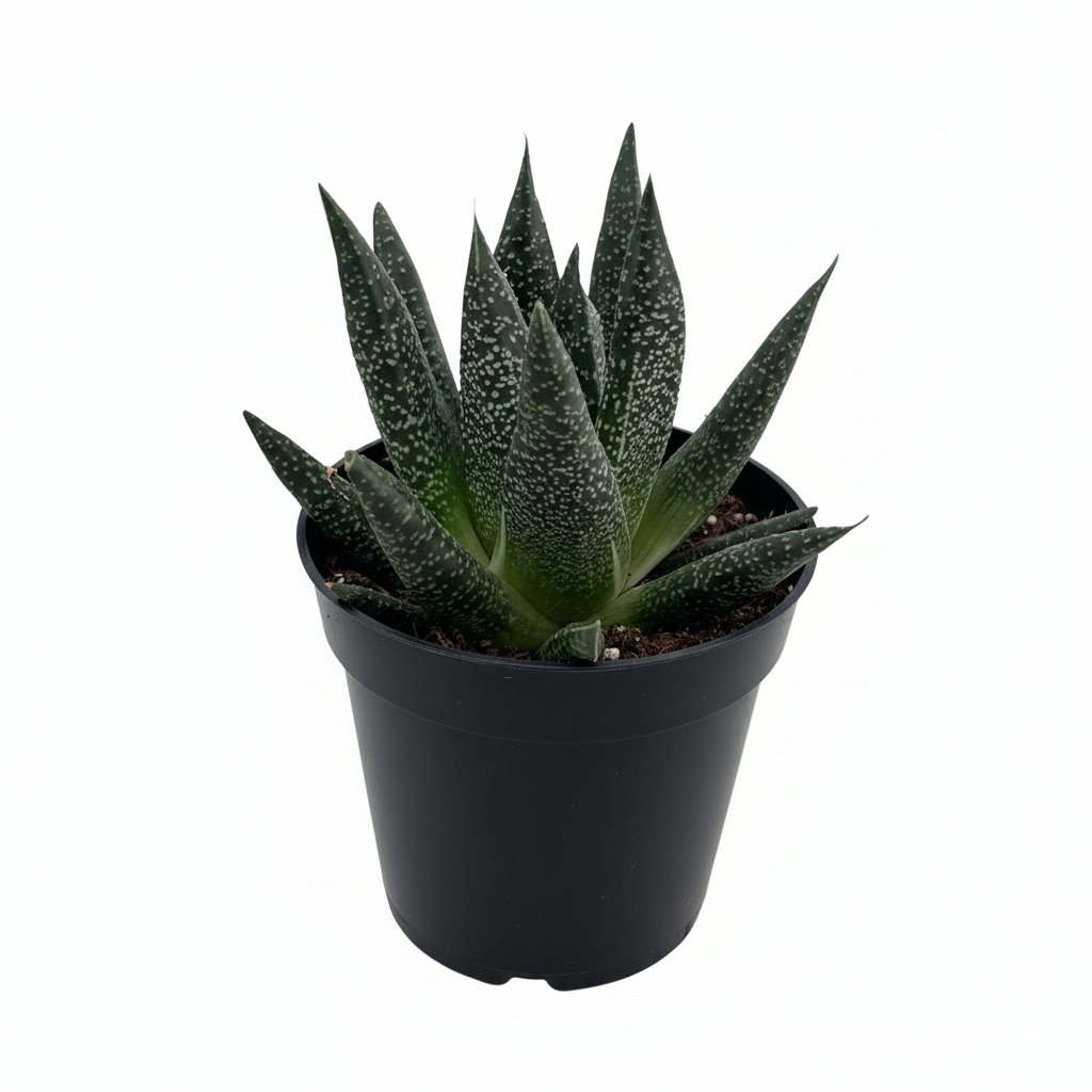 Succulent Gasteria ‘Durban’ live plant for sale, Gasteria Durban rare succulent collector plant, Gasteria Durban unique textured leaf succulent, easy care Gasteria Durban succulent for beginners