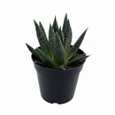 Buy Gasteria Durban succulent live plant online, Gasteria Durban bright indirect light houseplant, compact Gasteria Durban succulent top view