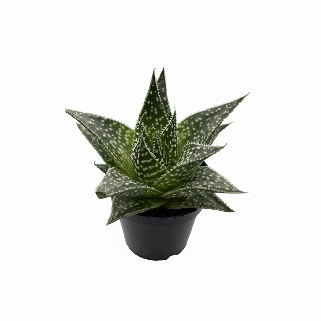 Buy Gasteria Durban succulent live plant online, Gasteria Durban bright indirect light houseplant, compact Gasteria Durban succulent top view