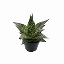 Buy Gasteria Durban succulent live plant online, Gasteria Durban bright indirect light houseplant, compact Gasteria Durban succulent top view