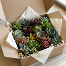 Succulent Gift Box, Live Plant Set, Succulent Sampler, Potted Succulents, Mini Houseplants, Rooted Succulents
