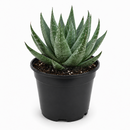 Succulent Haworthia Savanna