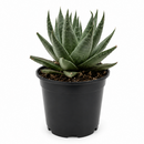 Succulent Haworthia Savanna