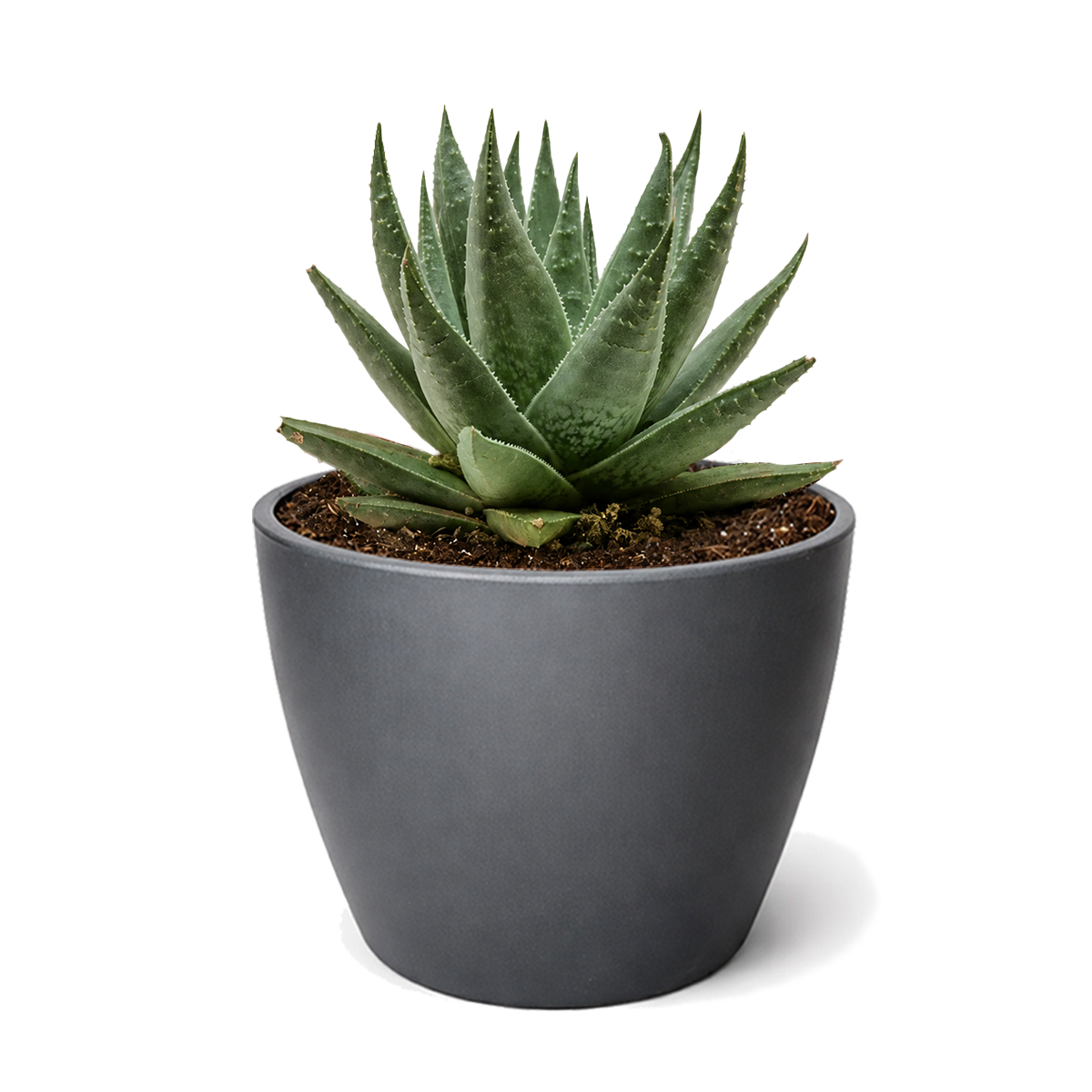 Succulent Haworthia Savanna