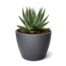 Succulent Haworthia Savanna