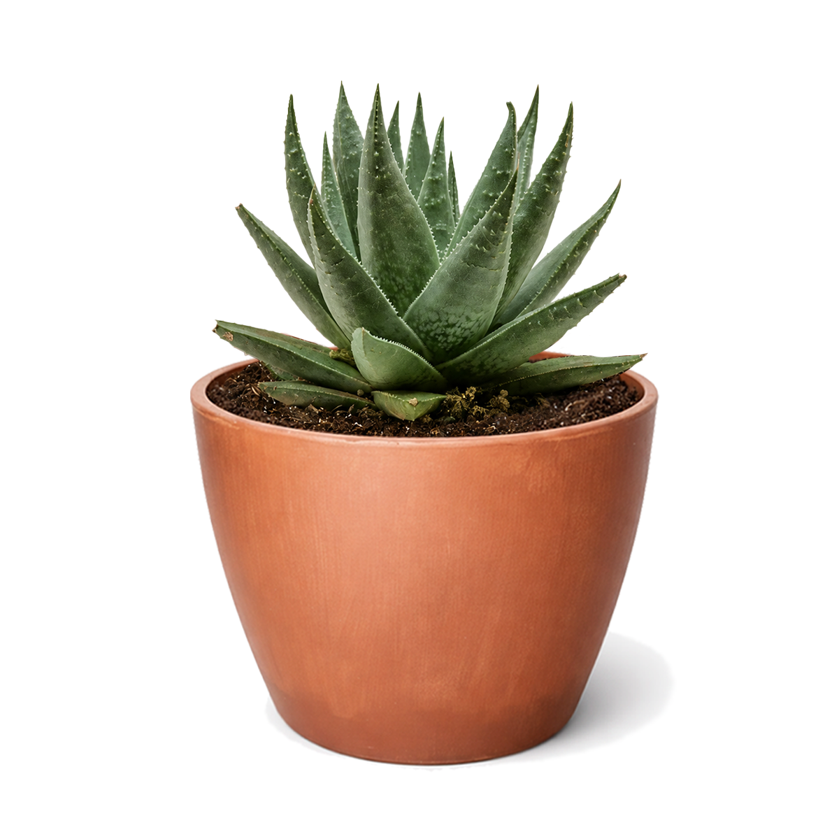 Succulent Haworthia Savanna