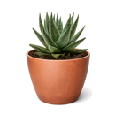 Succulent Haworthia Savanna