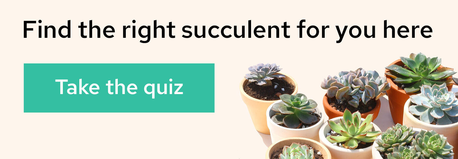 Succulent Quiz, Find Your Perfect Succulent, Find the right succulent for you