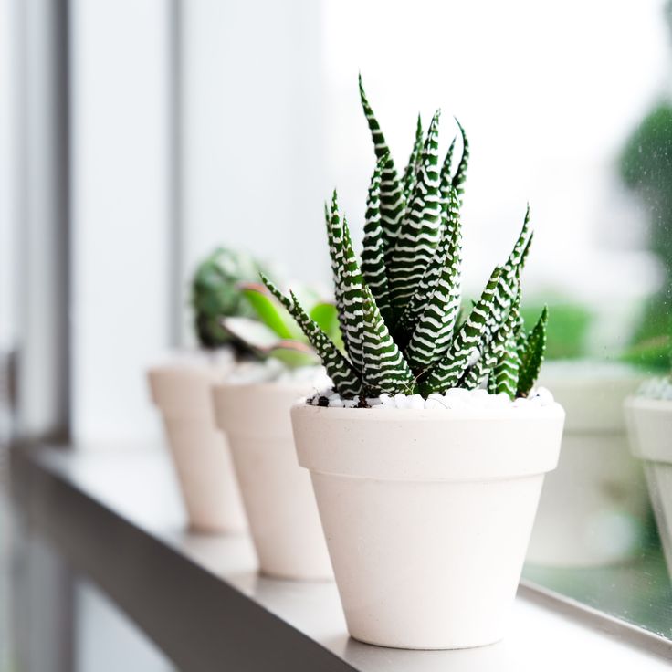 Haworthia Zebra Plant - Succulents Box