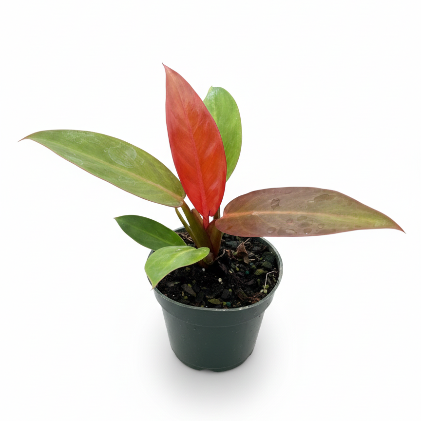 Potted plant with red and green leaves on a white background