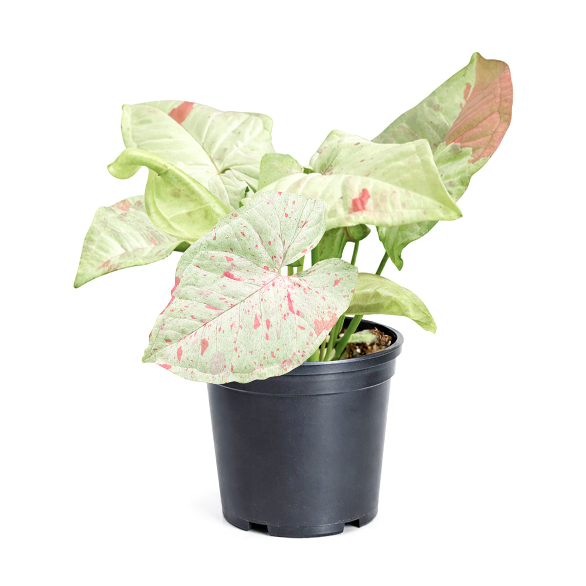 4 inch syngonium milk confetti plant, syngonium plants for sale, live indoor plants, plant shops in ca