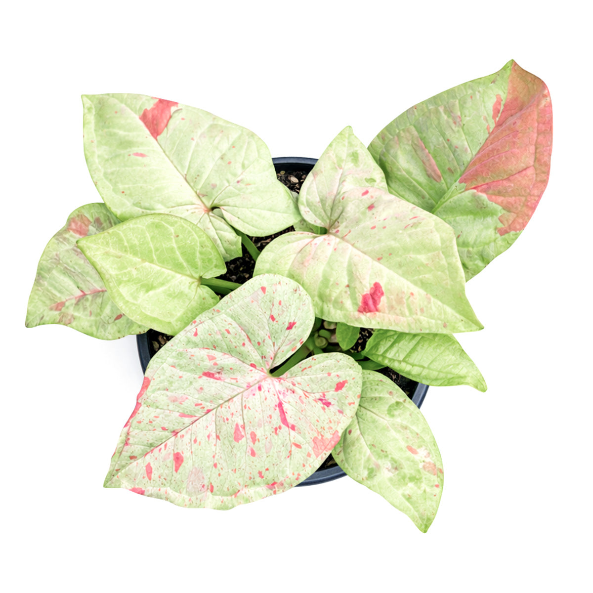 4 inch syngonium milk confetti plant, syngonium plants for sale, live indoor plants, plant shops in ca