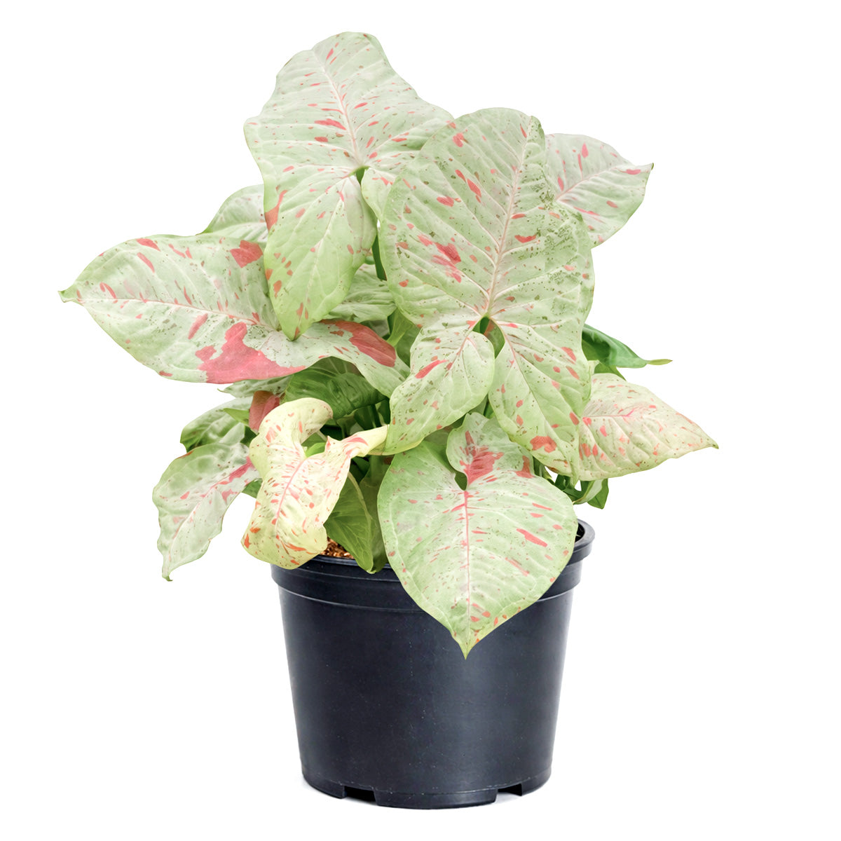 6 inch syngonium milk confetti plant, syngonium plants for sale, live indoor plants, plant shops in ca