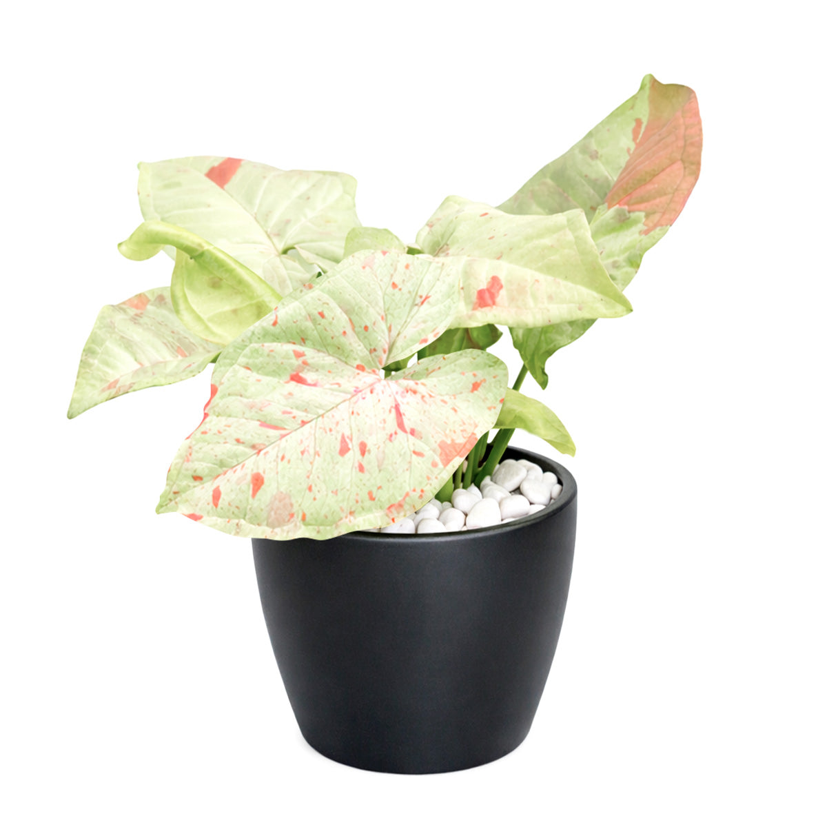 4 inch syngonium milk confetti plant, syngonium plants for sale, live indoor plants, plant shops in ca