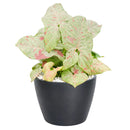 6 inch syngonium milk confetti plant, syngonium plants for sale, live indoor plants, plant shops in ca