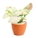 6 inch syngonium milk confetti plant, syngonium plants for sale, live indoor plants, plant shops in ca