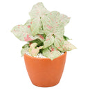 6 inch syngonium milk confetti plant, syngonium plants for sale, live indoor plants, plant shops in ca