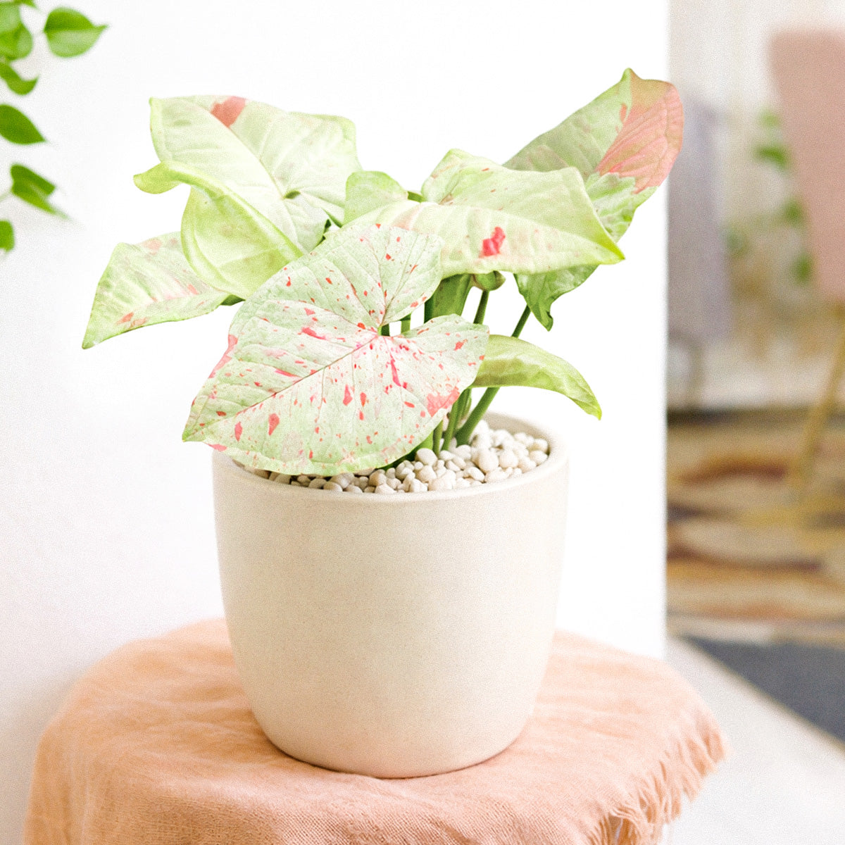 6 inch syngonium milk confetti plant, syngonium plants for sale, live indoor plants, plant shops in ca