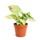 6 inch Syngonium 'Confetti', 6 inch plants, live plants for sale, buy houseplants online, plant shops in ca