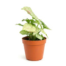 6 inch Syngonium 'Confetti', 6 inch plants, live plants for sale, buy houseplants online, plant shops in ca