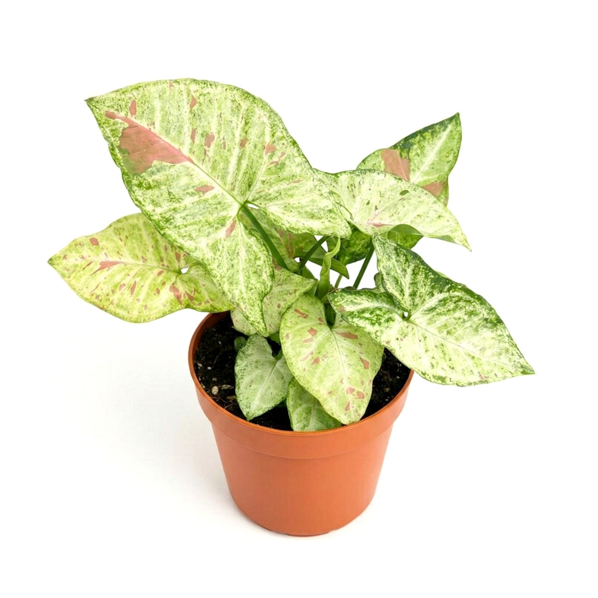 Syngonium 'Confetti', 4 inch Syngonium 'Confetti', live houseplants, Syngonium 'Confetti' for sale, buy Syngonium 'Confetti' online