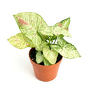 6 inch Syngonium 'Confetti', 6 inch plants, live plants for sale, buy houseplants online, plant shops in ca