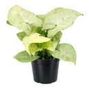 6 inch Syngonium 'Confetti', 6 inch plants, live plants for sale, buy houseplants online, plant shops in ca