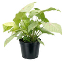 6 inch Syngonium 'Confetti', 6 inch plants, live plants for sale, buy houseplants online, plant shops in ca