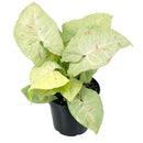 6 inch Syngonium 'Confetti', 6 inch plants, live plants for sale, buy houseplants online, plant shops in ca