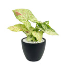 6 inch Syngonium 'Confetti', 6 inch plants, live plants for sale, buy houseplants online, plant shops in ca