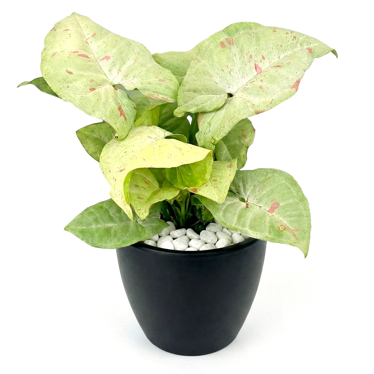 Syngonium 'Confetti', 6 inch Syngonium 'Confetti', live houseplants, Syngonium 'Confetti' for sale, buy Syngonium 'Confetti' online