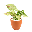 6 inch Syngonium 'Confetti', 6 inch plants, live plants for sale, buy houseplants online, plant shops in ca