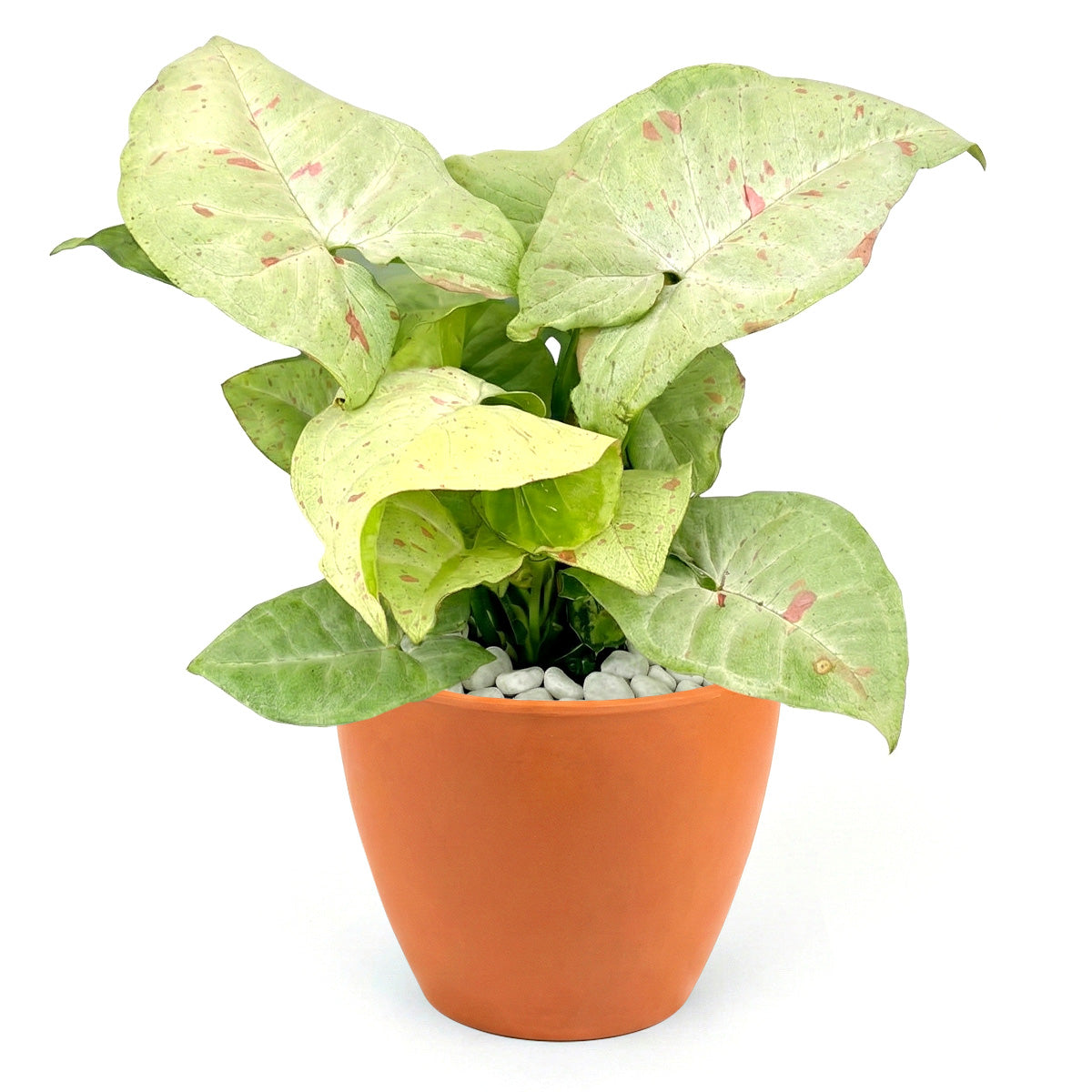 Syngonium 'Confetti', 4 inch Syngonium 'Confetti', live houseplants, Syngonium 'Confetti' for sale, buy Syngonium 'Confetti' online
