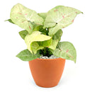 6 inch Syngonium 'Confetti', 6 inch plants, live plants for sale, buy houseplants online, plant shops in ca