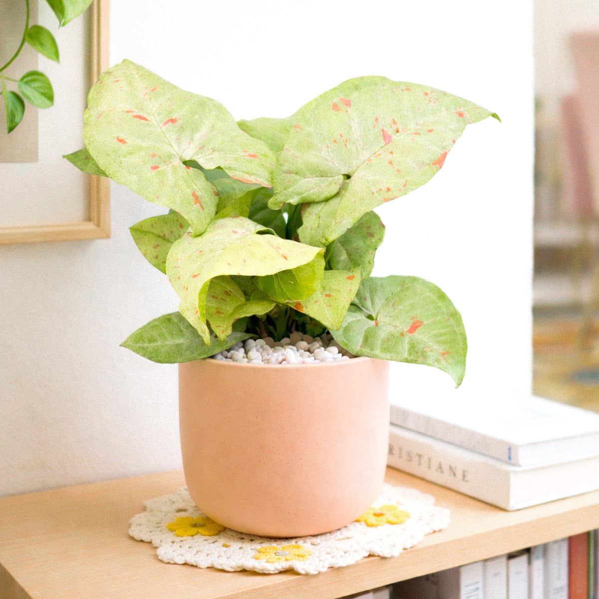 Syngonium 'Confetti', 4 inch Syngonium 'Confetti', live houseplants, Syngonium 'Confetti' for sale, buy Syngonium 'Confetti' online