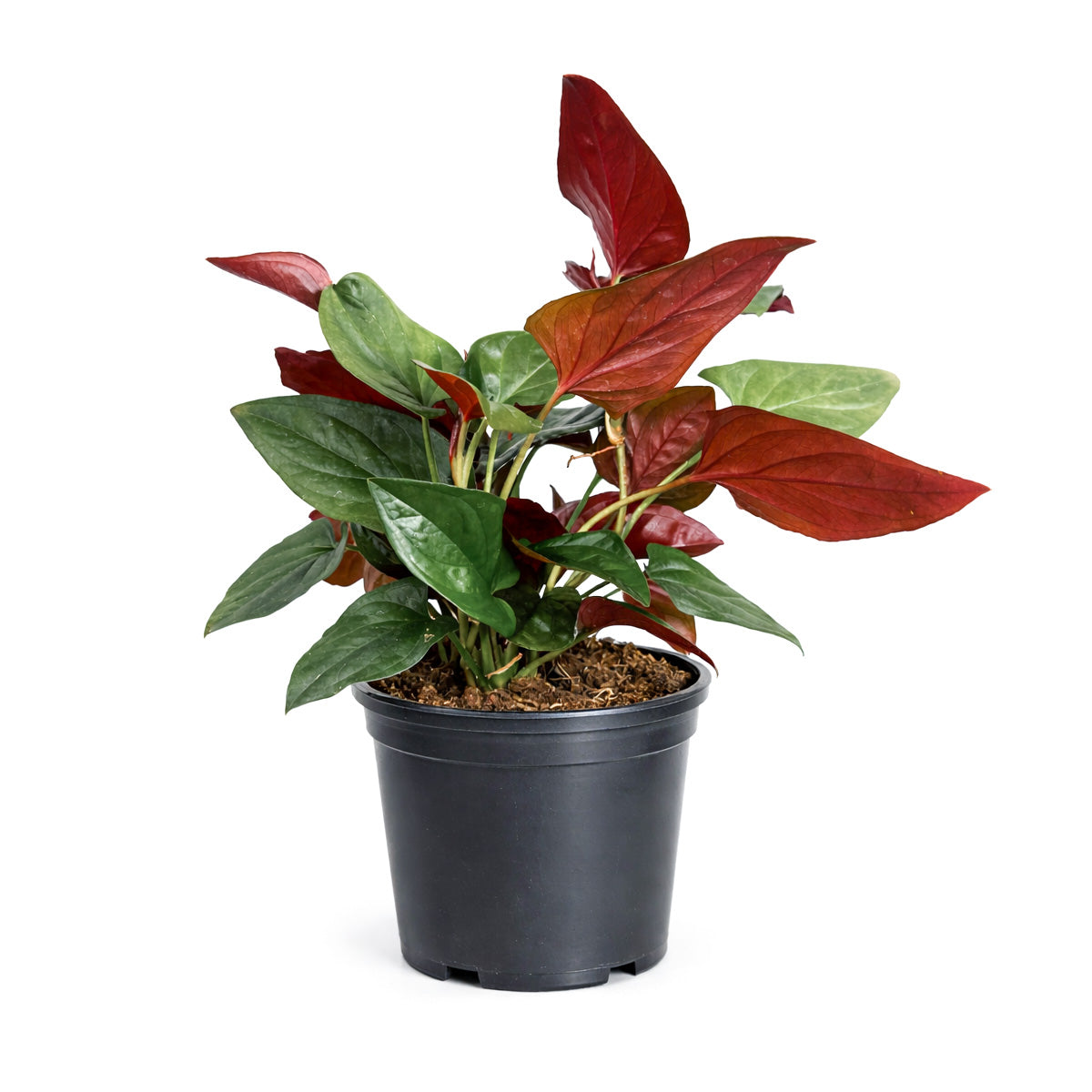 Syngonium 'Red Arrow', 4 inch Syngonium 'Red Arrow', live Syngonium 'Red Arrow' for sale, buy Syngonium 'Red Arrow' online, Syngonium 'Red Arrow' near me