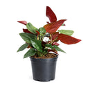 Syngonium 'Red Arrow'