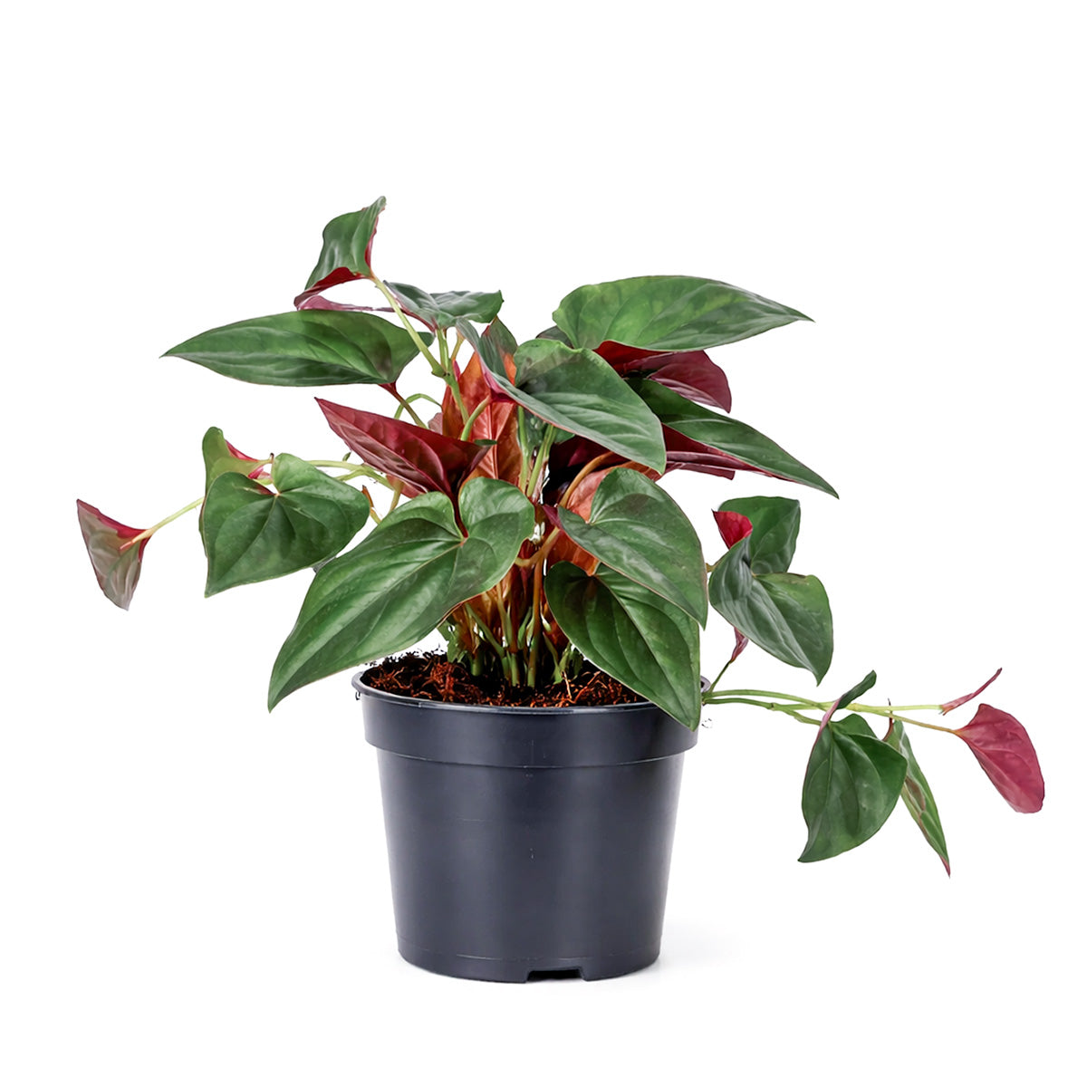 Syngonium 'Red Arrow', 4 inch Syngonium 'Red Arrow', live Syngonium 'Red Arrow' for sale, buy Syngonium 'Red Arrow' online, Syngonium 'Red Arrow' near me